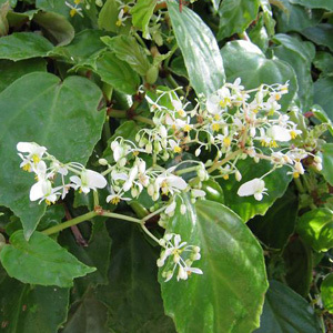 Begonia Glabra Seeds