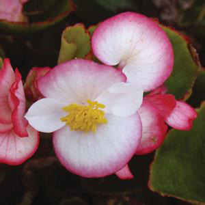 Begonia 'Ambassador Bicolor' Pelleted Seeds