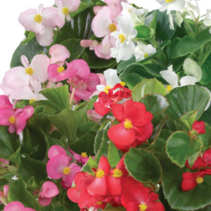 Begonia 'Emperor Mixed' Pelleted Seeds