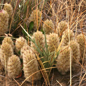 Ptilotus Spathulatus 'Pussy Tails' Seeds