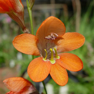 Tritonia Securigera Seeds
