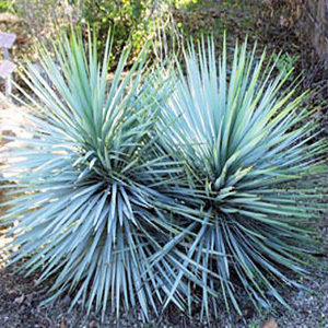 Yucca Rigida 'Blue Yucca' Seeds