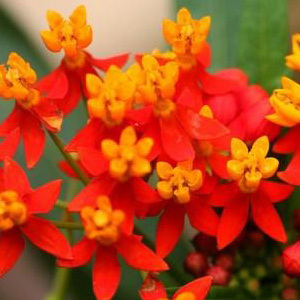 Asclepias Curassavica 'Tropical Milkweed' Seeds