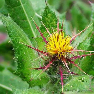 Thistle Blessed Seeds