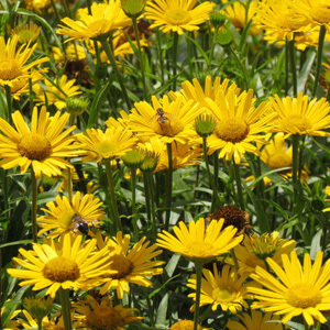Buphthalmum 'Sunwheel' Perennial Seeds