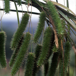 Carex Trifida 'Triffid' Seeds