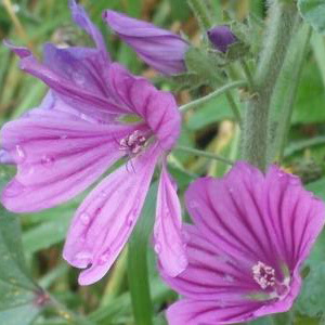 Common Mallow Perennial Seeds Malva sylvestris
