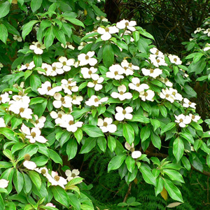 Cornus Capitata Seeds