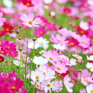 Cosmos Bipinnatus 'Sensation Mixed' Seeds