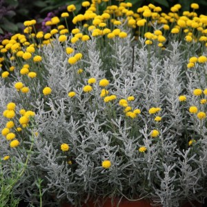Cotten Lavender Seeds
