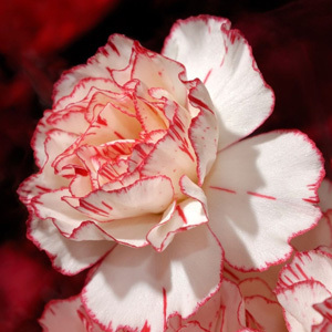 Carnation Sprite Mixed Seeds