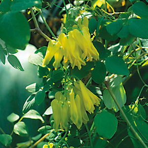 Dicentra Scandens 'Yellow Bleeding Heart' Seeds