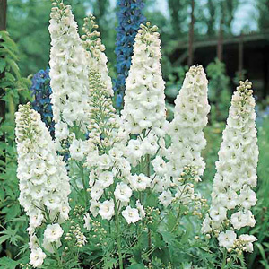 Delphinium Pacific Giants Galahad Seeds