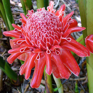 Etlingera Elatior 'Red Torch Ginger' Seeds