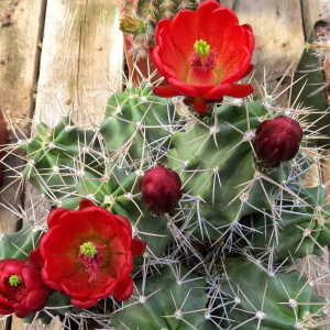 Echinocereus Triglochidiatus cactus Seeds