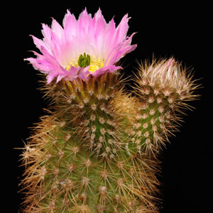 Echinocereus Websterianus cactus Seeds