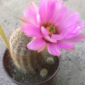 Echinocereus Reichenbachii v. Fitchii cactus Seeds