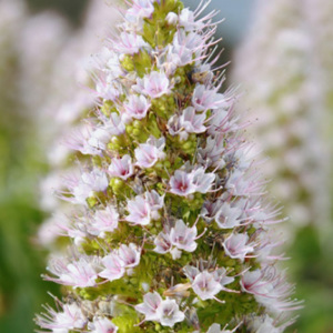 Echium 'Snow Tower' Seeds