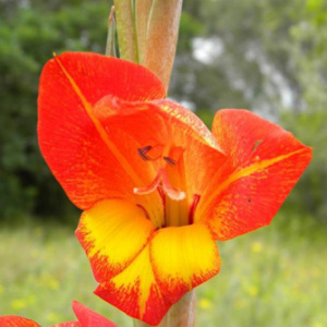 Gladiolus Dalenii Seeds