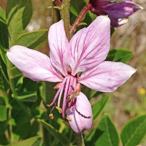 Dictamnus Albus 'Rose Gas Plant' Seeds
