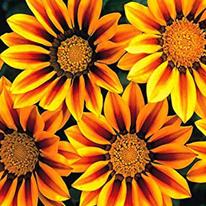 Gazania Daybreak 'Red Stripe' Seeds