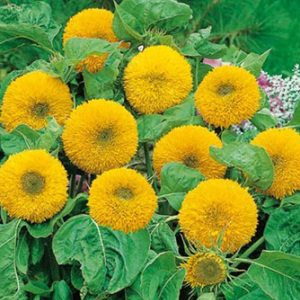 Sunflower Teddy Bear Seeds