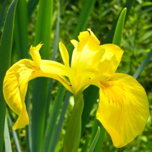 Iris Pseudacorus Perennial Seeds Yellow Flag Iris