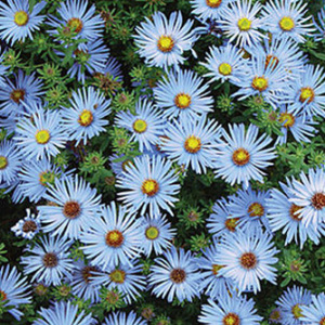 Heteropappus Meyendorfii Blue Knoll Seeds