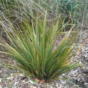 Libertia Ixioides 'Mikoikoi' Seeds