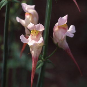 Linaria 'Pink Budgies' Seeds