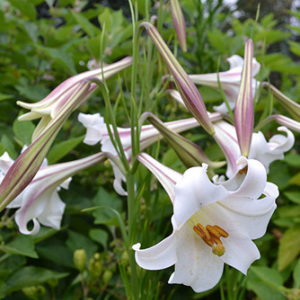 Lilium Formosanum Seeds