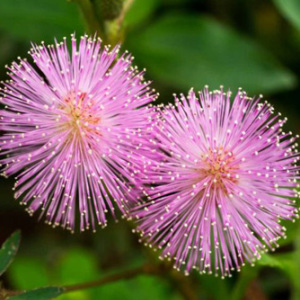 Mimosa Pudica Seeds