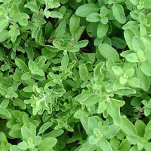 Majoram Sweet Seeds