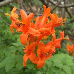 Tecoma Capensis Cape Honeysuckle Seeds