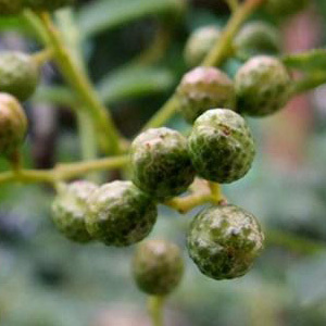 Zanthoxylum Bungeanum 'Sichuan Pepper' Seeds