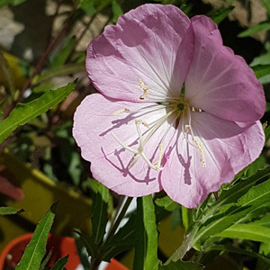 Oenothera Copper Canyon Seeds