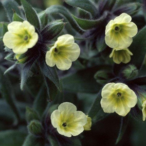 Nonea Lutea
