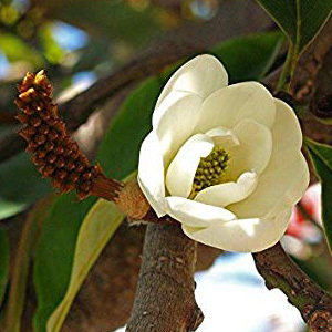 Magnolia Doltsopa Seeds