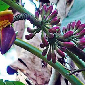 Musa Itinerans 'Burmese Blue' Seeds