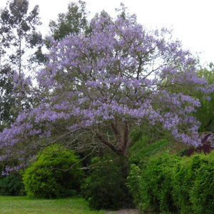 Paulownia Tomentosa 'Empress Tree' Seeds