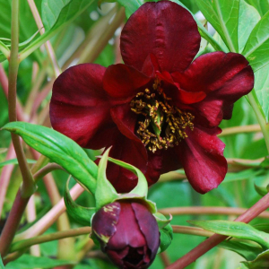 Victorian Tree Peony Paeonia Delavayi Seeds