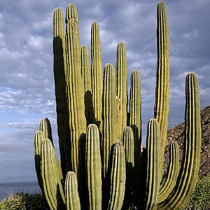 Pachycereus Pringlei
