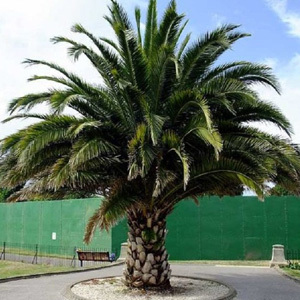 Phoenix Canariensis Seeds