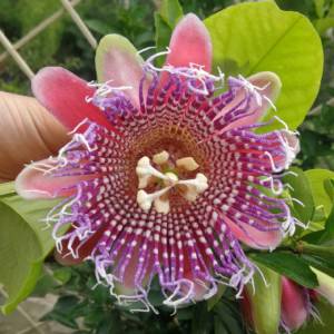 Passiflora Ligularis Seeds