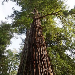 Sequoia Sempervirens Seeds Coastal Redwood