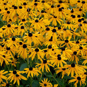 Rudbeckia Fulgida 'Goldstrum' Seeds