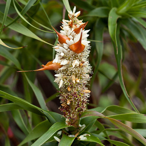 Richea Dracophylla Seeds