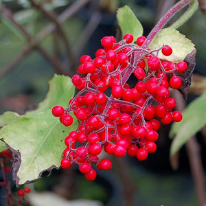 Sambucus Sachalinensis Seeds