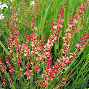 Sheep's Sorrel Perennial Seeds