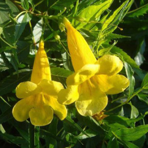 Tecoma Stans Seeds
